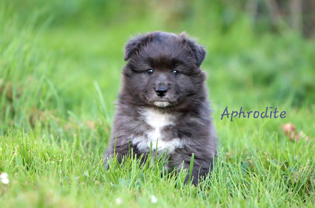 Des Vignes Du Guicheron - Chiots disponibles - Berger Australien