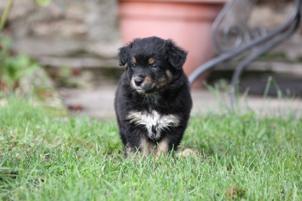 Des Vignes Du Guicheron - Berger Australien - Portée née le 16/09/2020