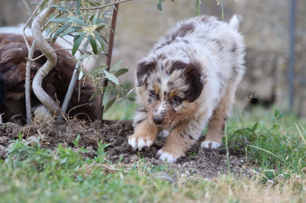 Des Vignes Du Guicheron - Berger Australien - Portée née le 25/04/2023