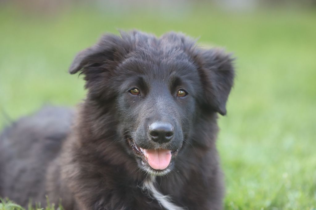Des Vignes Du Guicheron - Chiots disponibles - Berger Australien