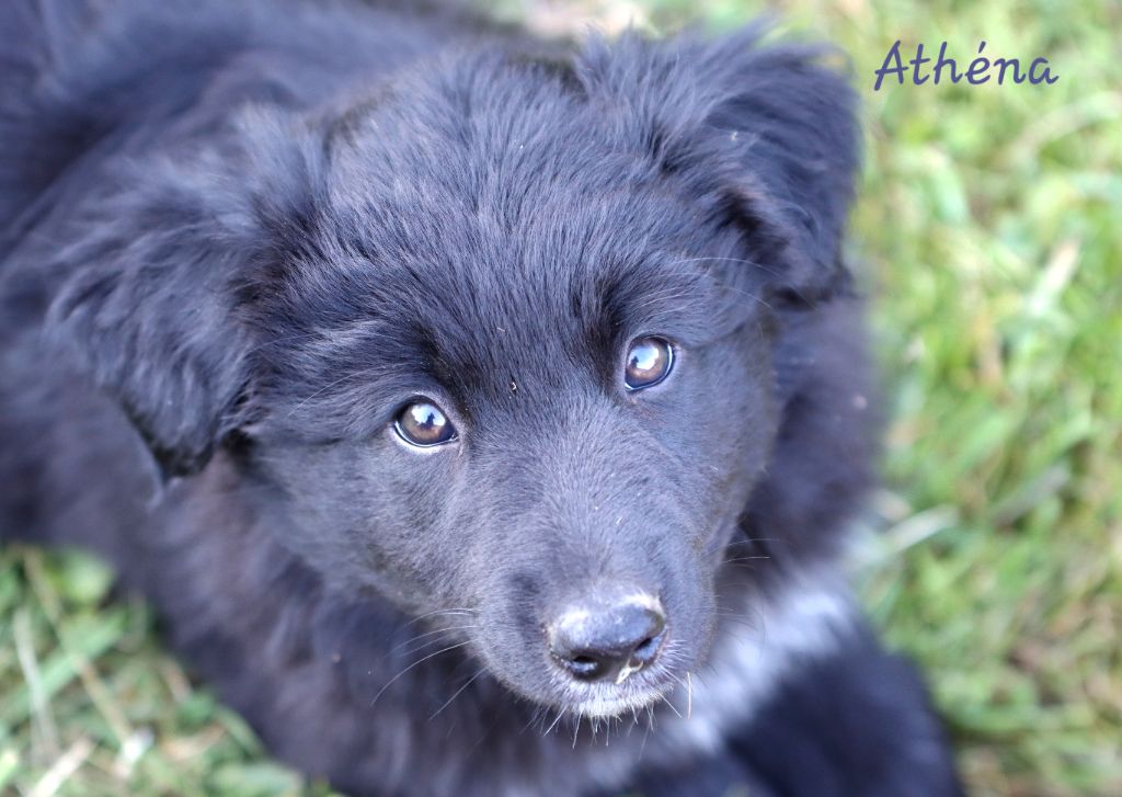 Des Vignes Du Guicheron - Chiots disponibles - Berger Australien
