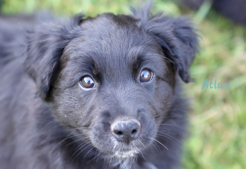 Des Vignes Du Guicheron - Chiots disponibles - Berger Australien