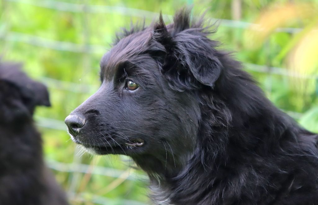 Des Vignes Du Guicheron - Chiots disponibles - Berger Australien