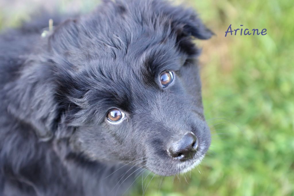 Des Vignes Du Guicheron - Chiots disponibles - Berger Australien