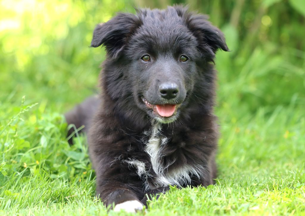 Des Vignes Du Guicheron - Chiots disponibles - Berger Australien