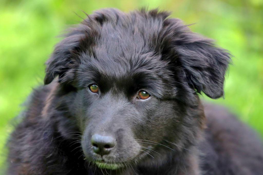 Des Vignes Du Guicheron - Chiots disponibles - Berger Australien