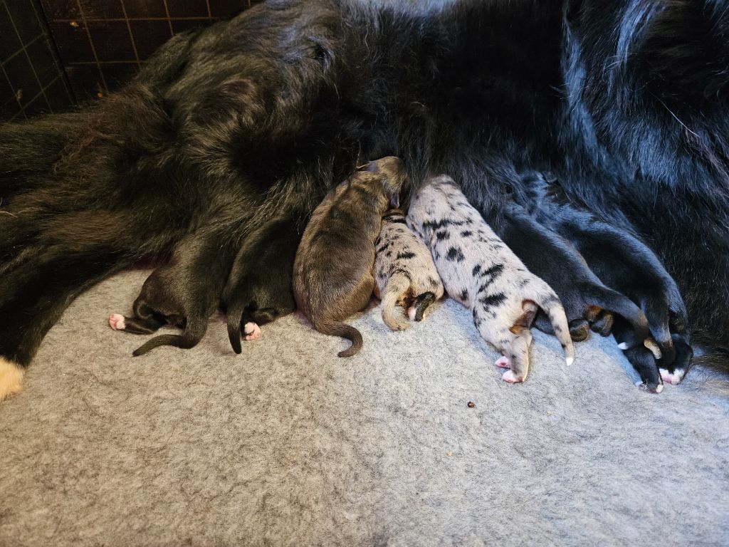 Chiot Berger Australien Des Vignes Du Guicheron