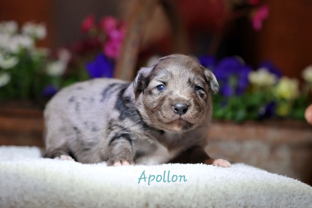 Apollon