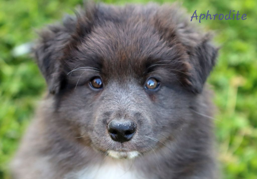 Des Vignes Du Guicheron - Chiots disponibles - Berger Australien